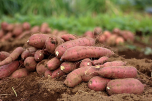 this image is showing the sweet potatoes foods for glowing skin